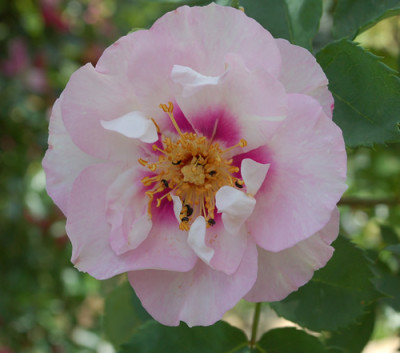 Pejambigeye_0010__74961.jpg