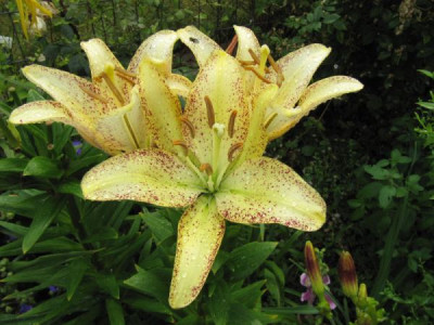 Lilium_Suncrest_100717.jpg