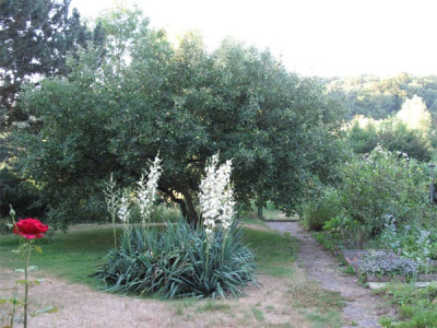 yucca_apfelbaum.jpg