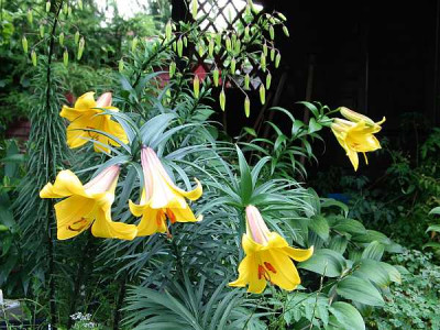 l.golden-splendor.jpg