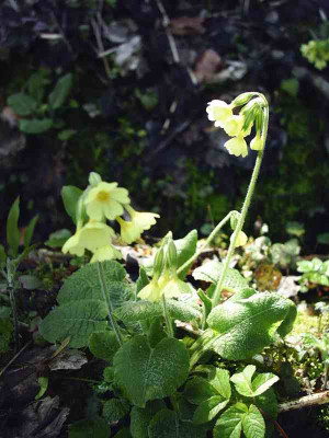 17_Schlusselblume_Primula_veris.jpg