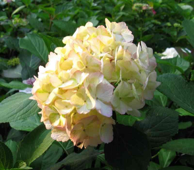 Hydrangea_serrata_Preziosa_Abendlicht_800x600.jpg