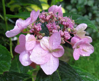 Hydrangea_serrata_Koreana_2010_800x600.jpg