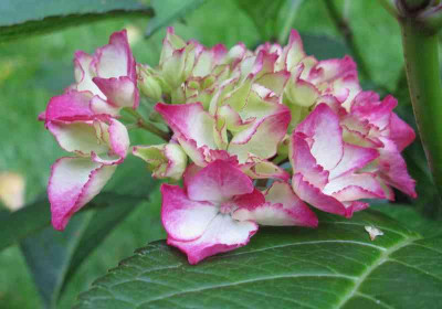 Hydrangea_macrophylla_Selma_800x600.jpg