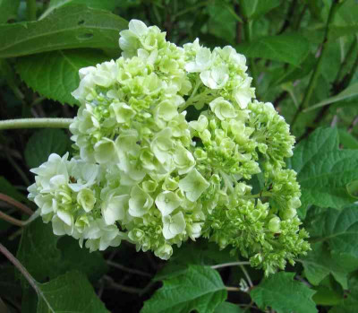 Hydrangea_quercifolia_Harmony_800x600.jpg