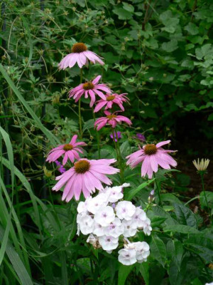 PhloxPallasAthene_Echinacea.jpg