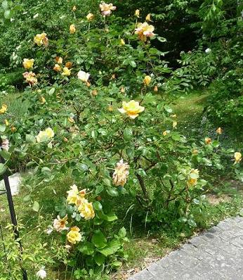 SG_2010_3_.JPG