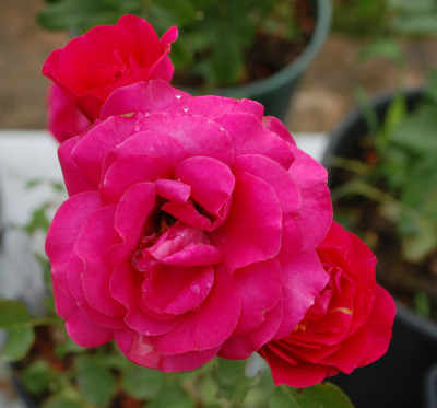 Schirmherr_0010__75156.jpg