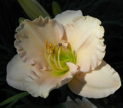 hemerocallis_fragezeichen.jpg