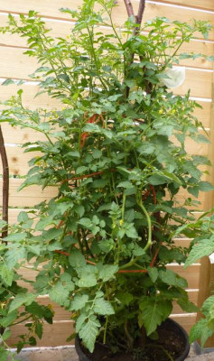 johannisbeertomate_gelb_haba.JPG