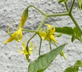 johannisbeertomate_gelb_bl.JPG