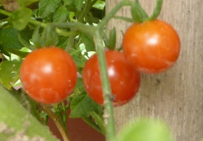 johannisbeertomate_spoo_fr.JPG