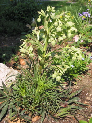 Helleborus_foetidus02.jpg