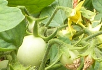 sub_arctic_cherry_gr_fr_bl.JPG