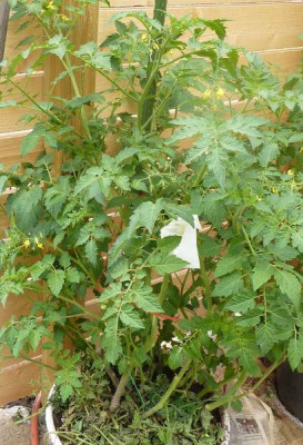 white_currant.JPG