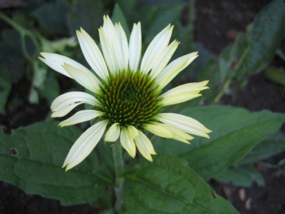 18-7-2010_002_Small.jpg