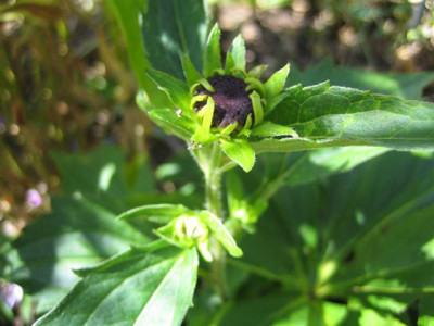 18-7-2010_001_Small.jpg