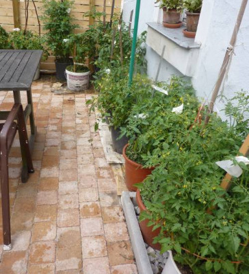 tomatenterasse_17_7_10c.JPG