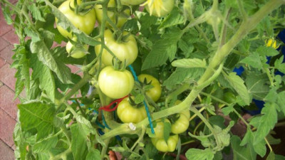 Tomaten_2010_152_k.jpg