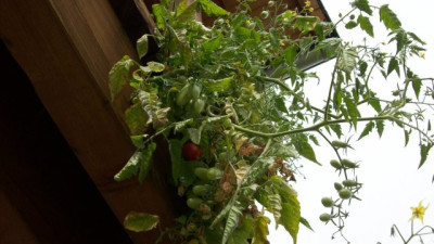Tomaten_2010_154_k.jpg