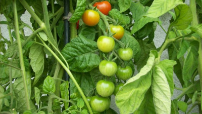 Tomaten_2010_148_k.jpg