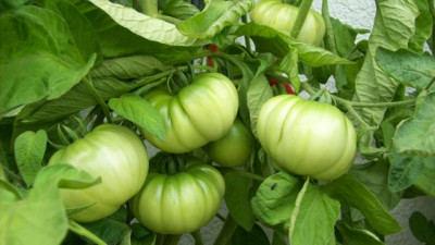Tomaten_2010_149_k.jpg