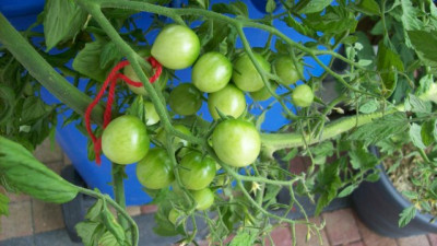 Tomaten_2010_153_k.jpg