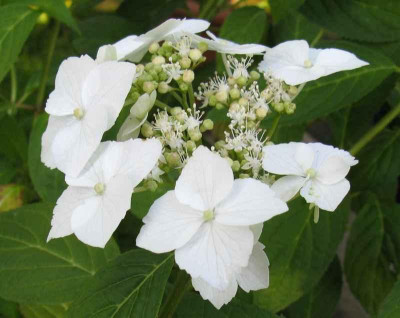 Hydrangea_serrata_Shiro_Gaku_3_800x600.jpg