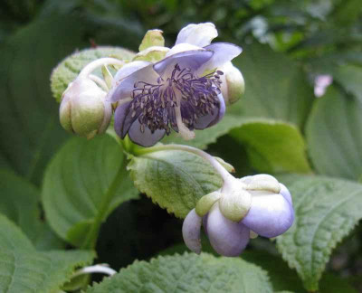 Deinanthe_bifida_800x600.jpg