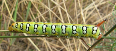 Hyles_euphorbiae_100718.jpg