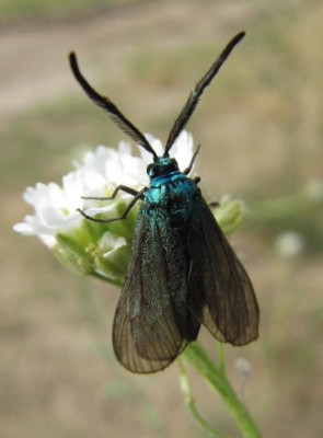 Grunwidderchen_100718.jpg