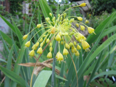 Allium_flavum_100718_a.jpg