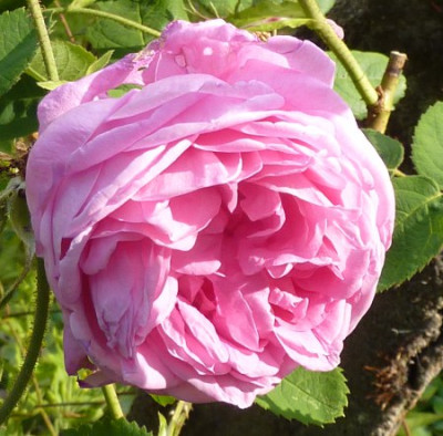centifolie_schneider_bl.JPG