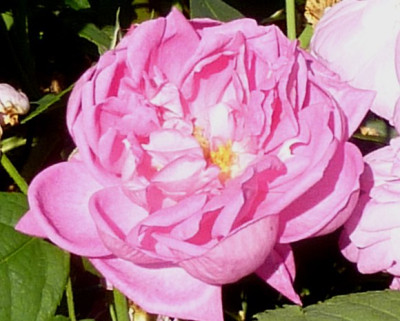 ispahan_bl.JPG