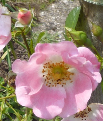 pink_maidilland_bl_kn.JPG