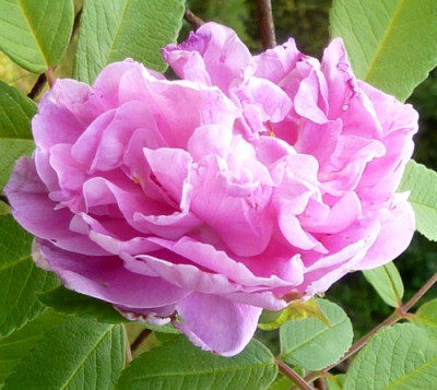therese_bugnet_bl.JPG