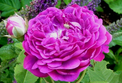 unbek_violette_kn_bl.JPG