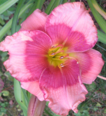 hemerocallis_dragonseye.jpg