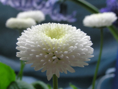 Bellis-April-3.jpg