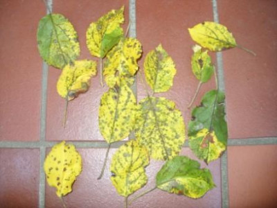 Pilz_Apfelbaum.JPG