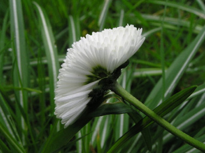 Bellis-April-4.jpg