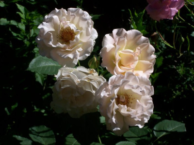 2010_RoseRokoko.jpg