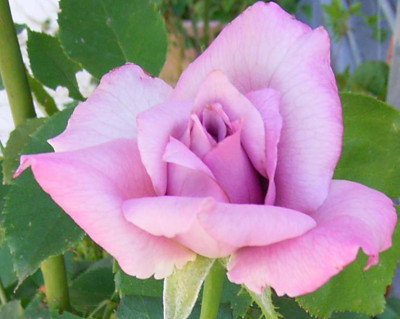 MamyBlue_0710.JPG