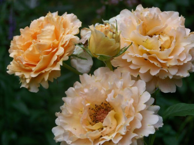 2010_Rose_Polka.jpg