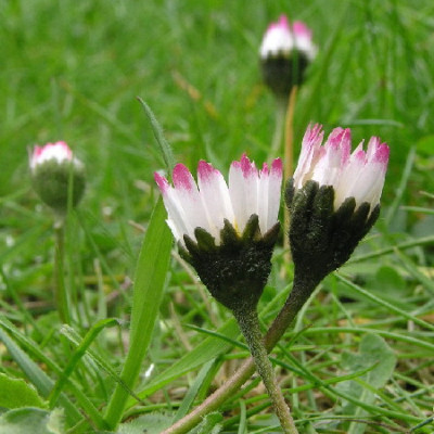 Bellis-April-5.jpg