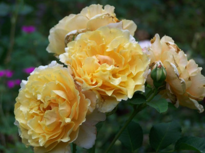 2010_RoseCaramella.jpg