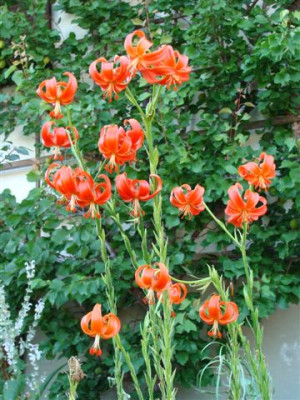 L._chalcedonicum_2010.07.19_1.JPG