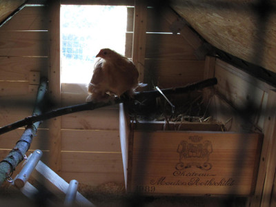 huehner_muede_05.jpg