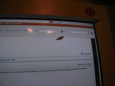 Forumsinsekt.jpg