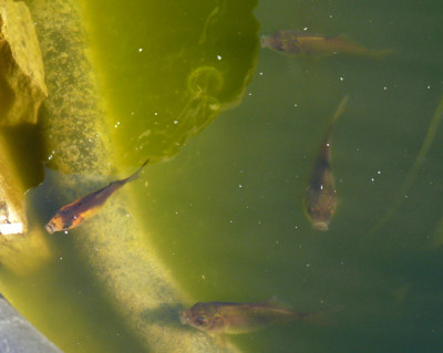 fisch.jpg